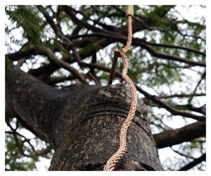 Tree Support and Protection Systems – ArborCulture Pte Ltd