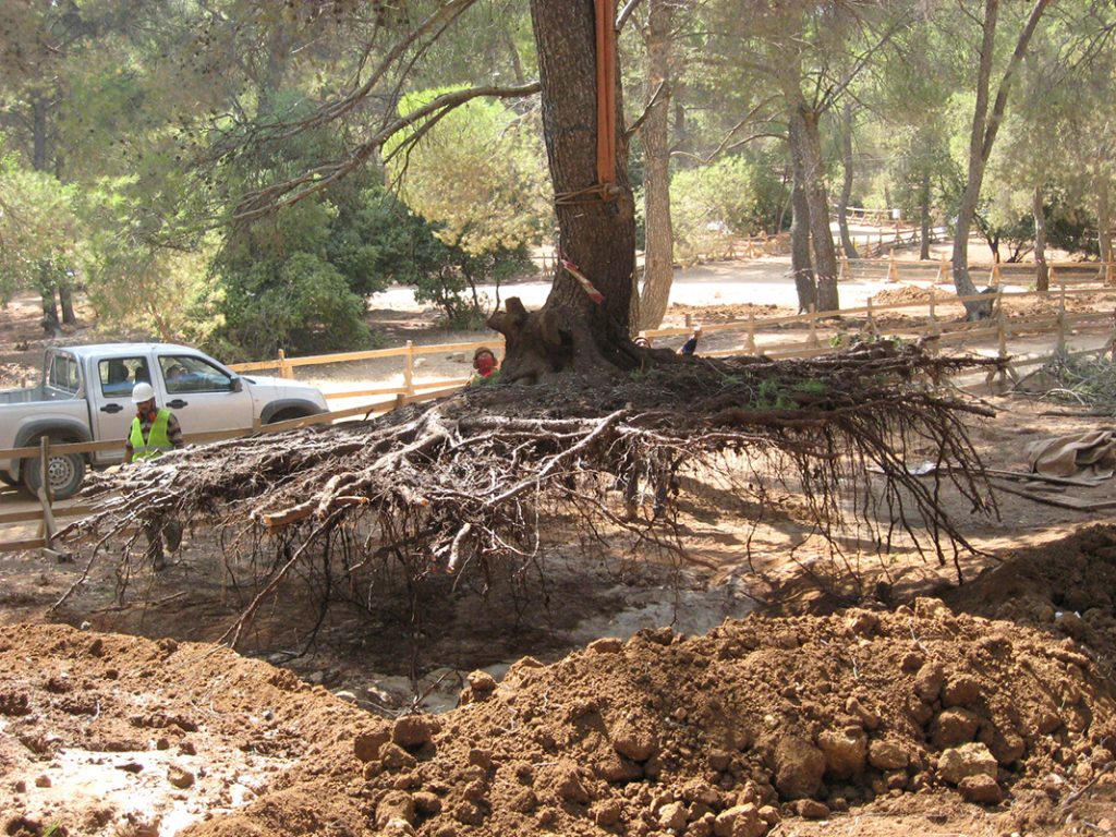 ArborCulture Pte Ltd